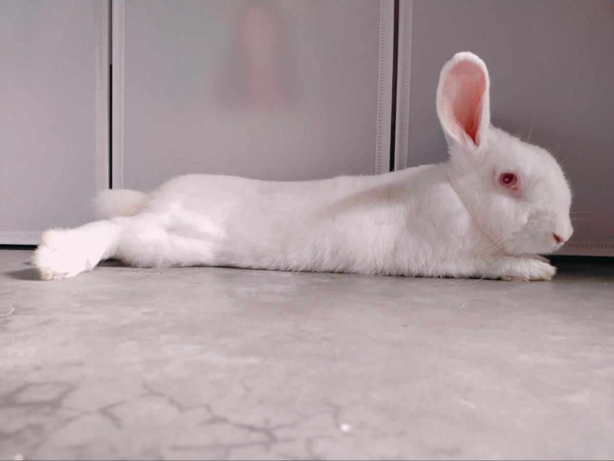 YachiroCoser's tweet photo. Say Hi to Saburo~🐇🐇🐇
He is Jirou's brother and his remaining family member. Today is his day to stroll around! 

#bunnies #pets https://t.co/5Pjv4AioDV