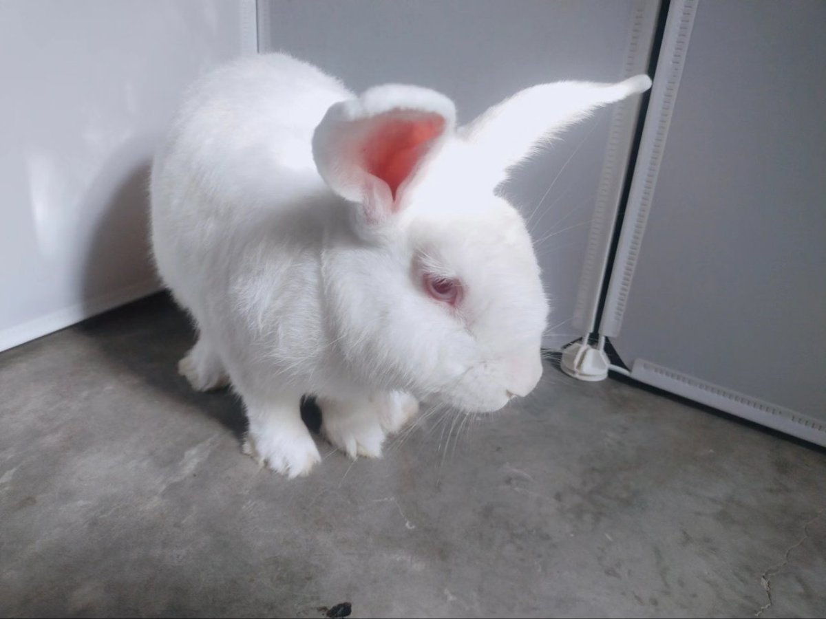 YachiroCoser's tweet photo. Say Hi to Saburo~🐇🐇🐇
He is Jirou's brother and his remaining family member. Today is his day to stroll around! 

#bunnies #pets https://t.co/5Pjv4AioDV