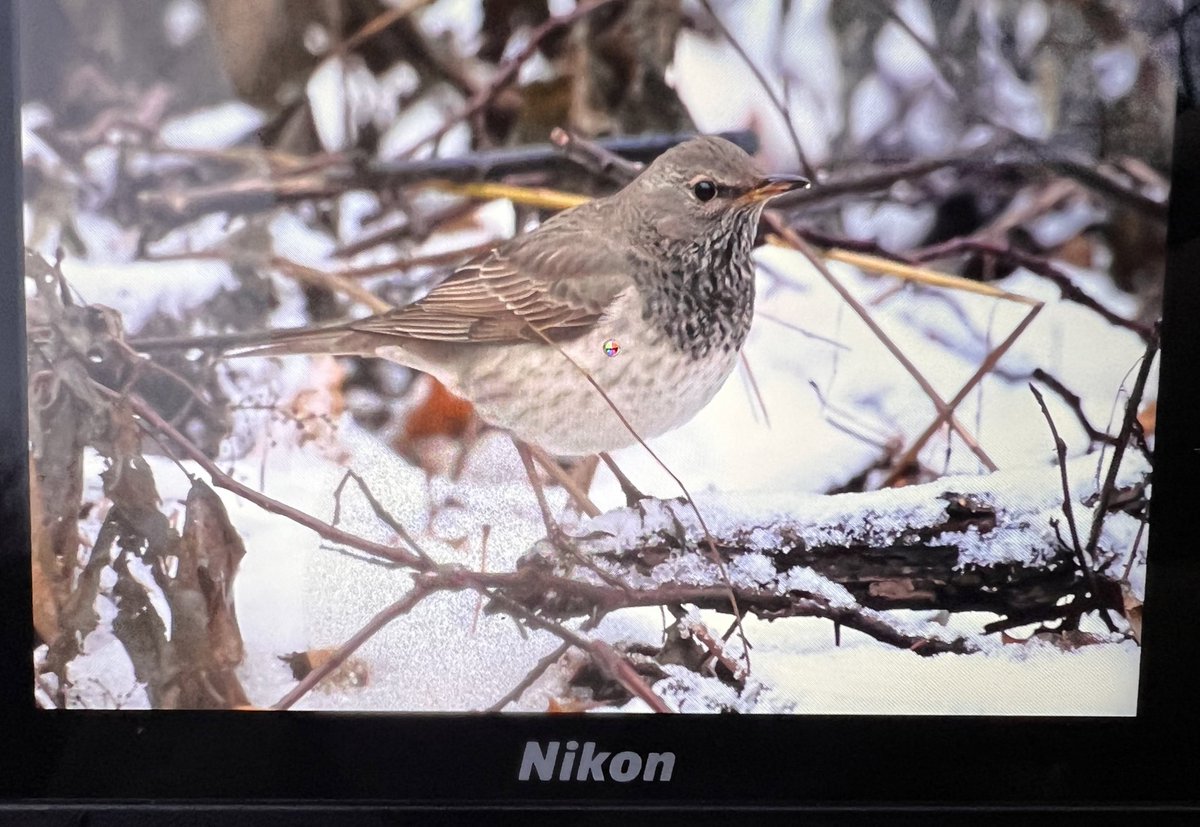 Aleksanteri tweet media