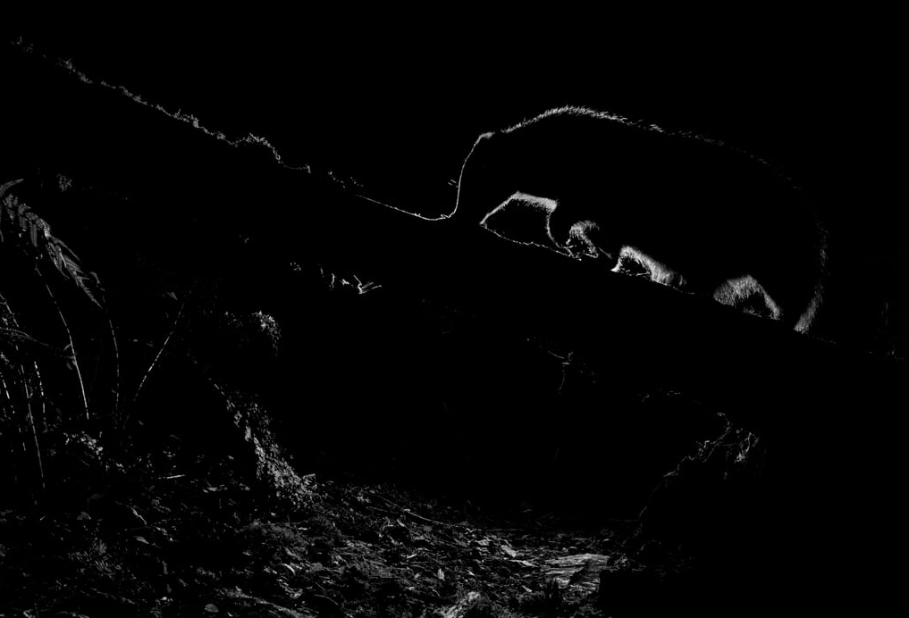 RichardBowler1's tweet image. A backlit badger, climbing a fallen tree in an Autumnal woodland. #badgermonday