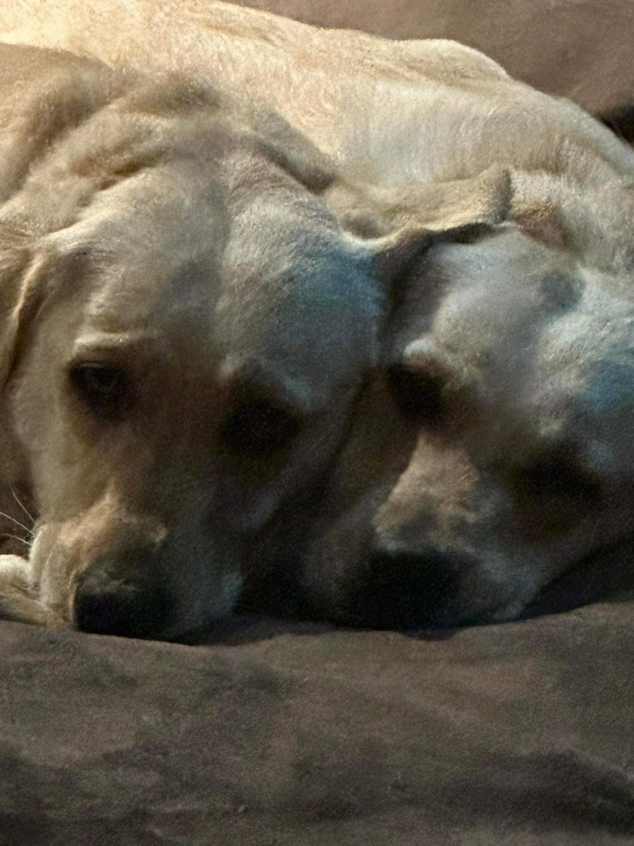My Lovely Horse Rescue (@mylovelyhorser) on Twitter photo Nelly & Chara need a loving foster or home together. Both are neutered & vaccinated. They’re sweet young dogs who came from a a horrible puppy factory. One is a little nervous but they’re both loving & kind.
Could you love these girls? Please email:
Dogs@mylovelyhorserescue.com Nelly & Chara need a loving foster or home together. Both are neutered & vaccinated. They’re sweet young dogs who came from a a horrible puppy factory. One is a little nervous but they’re both loving & kind.
Could you love these girls? Please email:
Dogs@mylovelyhorserescue.com