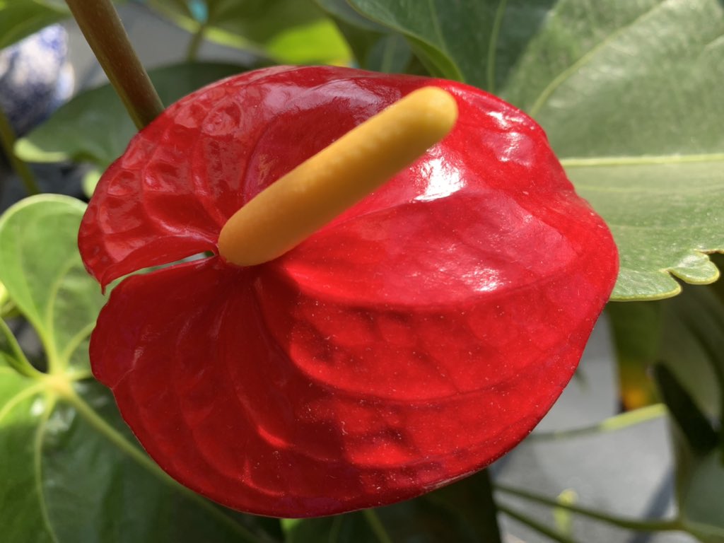 gowiden's tweet photo. One flower, one world. Among the myriad of living beings, each has its own unique essence, and thus the beauty of Zen is revealed.
#Anthurium #Flamingolily #howexciting #plant #flowers #AloeVera https://t.co/WRCGJTlLBQ