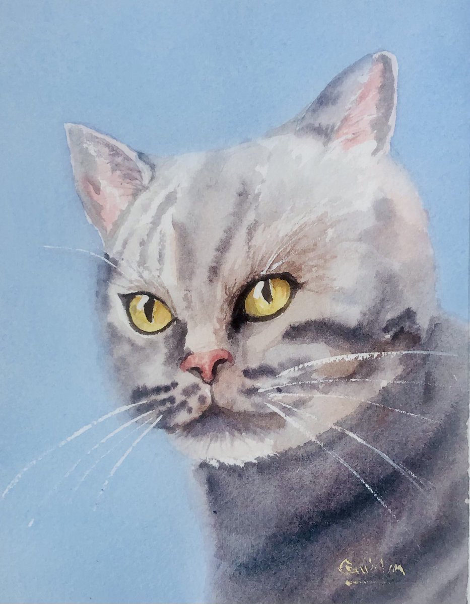 purpleartist44's tweet photo. ⁦@DailyPicTheme2⁩ the piercing #gaze of the grey cat . Small watercolour https://t.co/nNaXqHiKJD