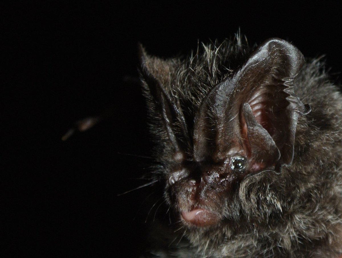 D_Lewanzik's tweet photo. Evolution is not always what it seems to be: The barbastelle bat's stealth #echolocation is extraordinarily faint NOT as a result of #coevolution with hearing prey but because its ancestors were gleaning #bats... Free access to paper until Dec 16 at https://t.co/PUcAWS9PFN https://t.co/KFhLWgelib