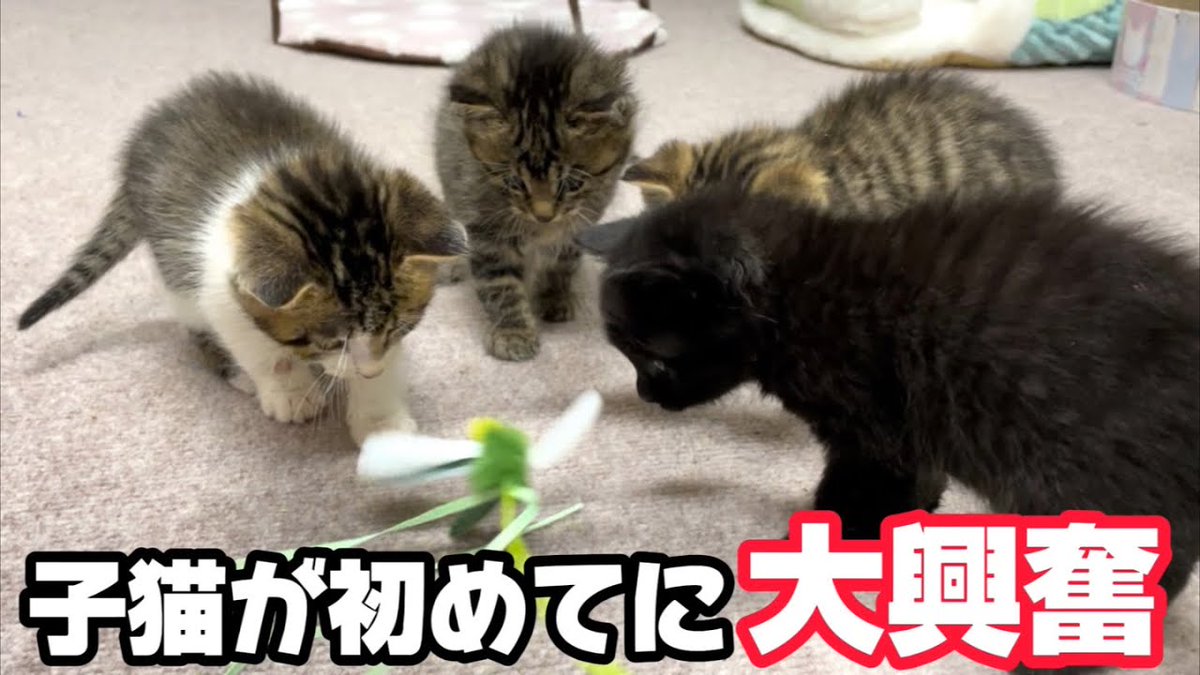 MeowMoeDotCom's tweet photo. 4匹の子猫と初めて猫じゃらしで遊んでみたら大興奮でした
https://t.co/pv9px1pU6E
#ネコ #Animals #AnimalsForKids #AnimalsVideo #Cat #Cute #Kitten https://t.co/HIh4qn212O