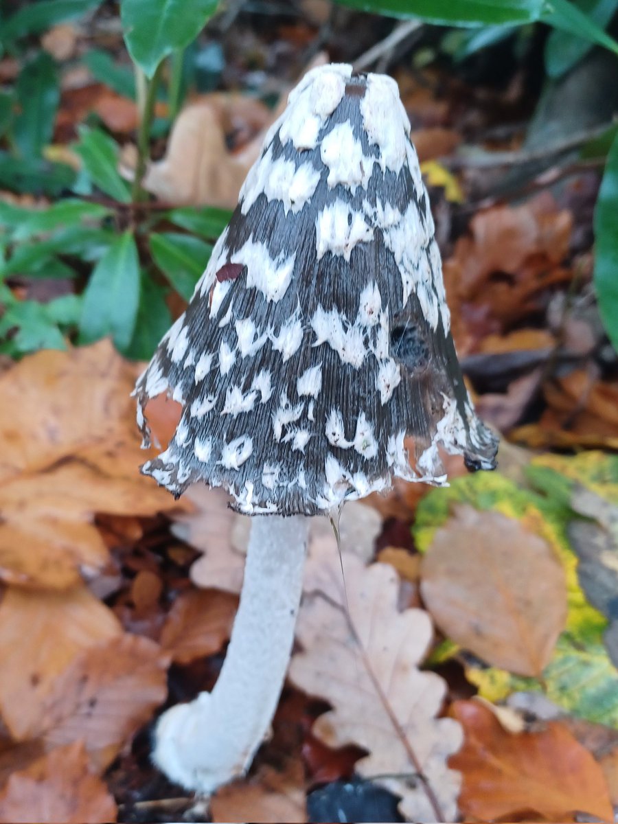 #mushroommonday Magpie Inkcap (Coprinopsis picacea) found in Lancaster.