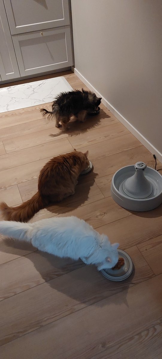 GamingDutteh's tweet photo. Cuties 😍 https://t.co/z4W3CA8pui