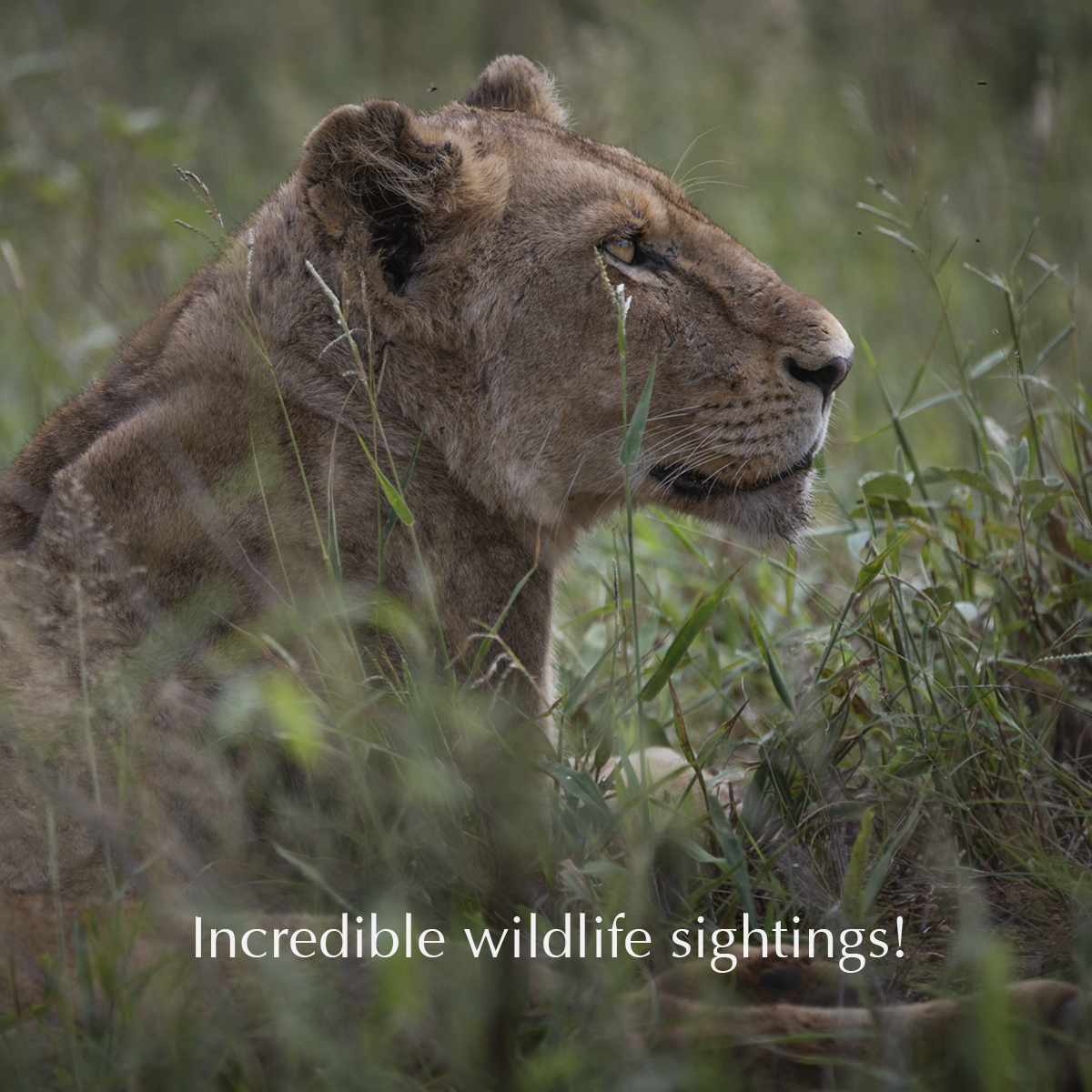 EcoTraining's tweet image. Turn your passion for nature into a career; it’s a life-changing adventure!

Our Professional Field Guide course is #FGASA and CATHSSETA-certified! 

📅 Course date: 3 January – 16 December 2024

E-mail enquiries@ecotraining.co.za or visit: 
👉ow.ly/JU5650PUsGM👈