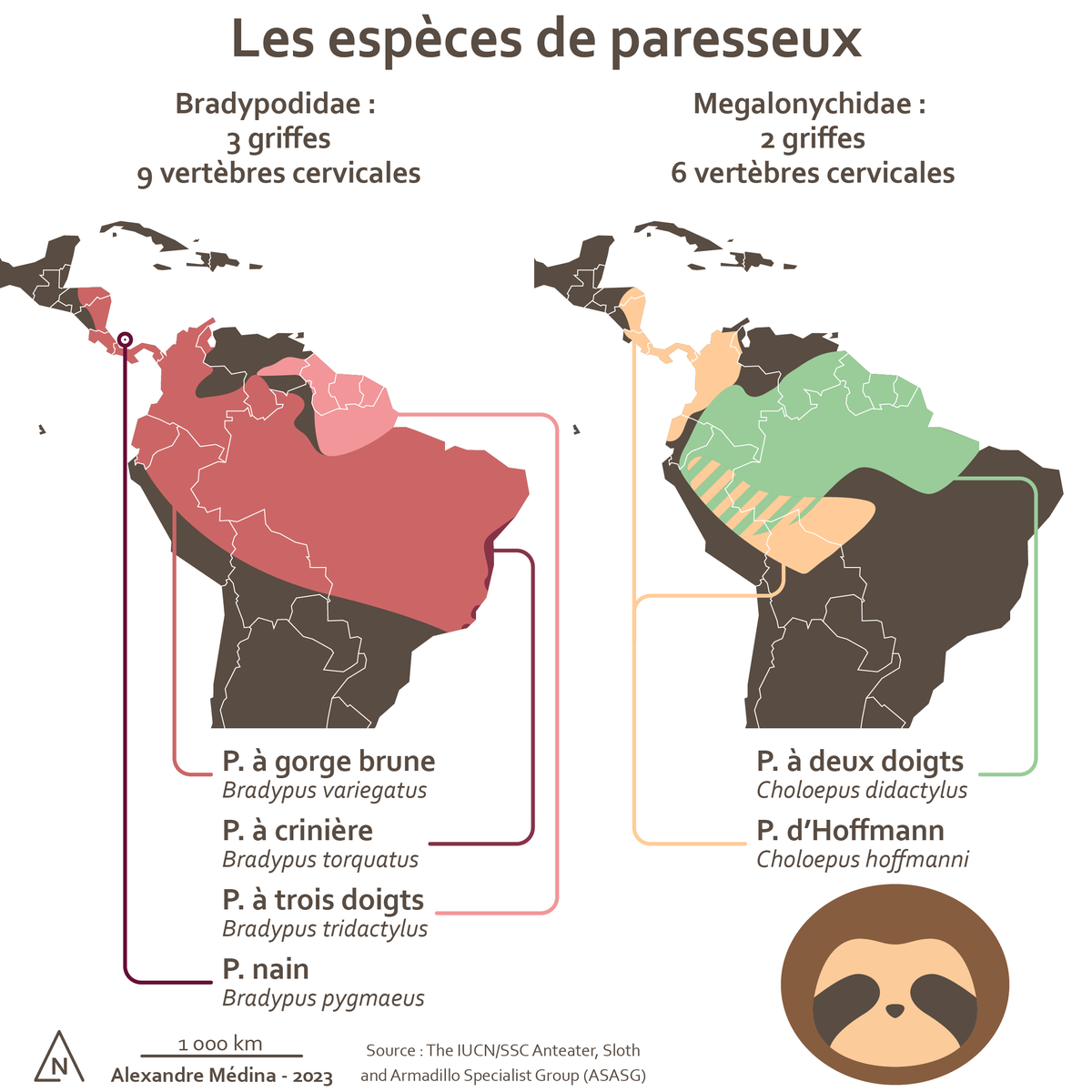 #30daymapchallenge JOUR 20 - 'Extérieurs' 🌳🦥 Répartition des espèces de paresseux en Amérique du Sud 🌎 #Cartographie #Carte #Map #SIG #Paresseux #Sloth