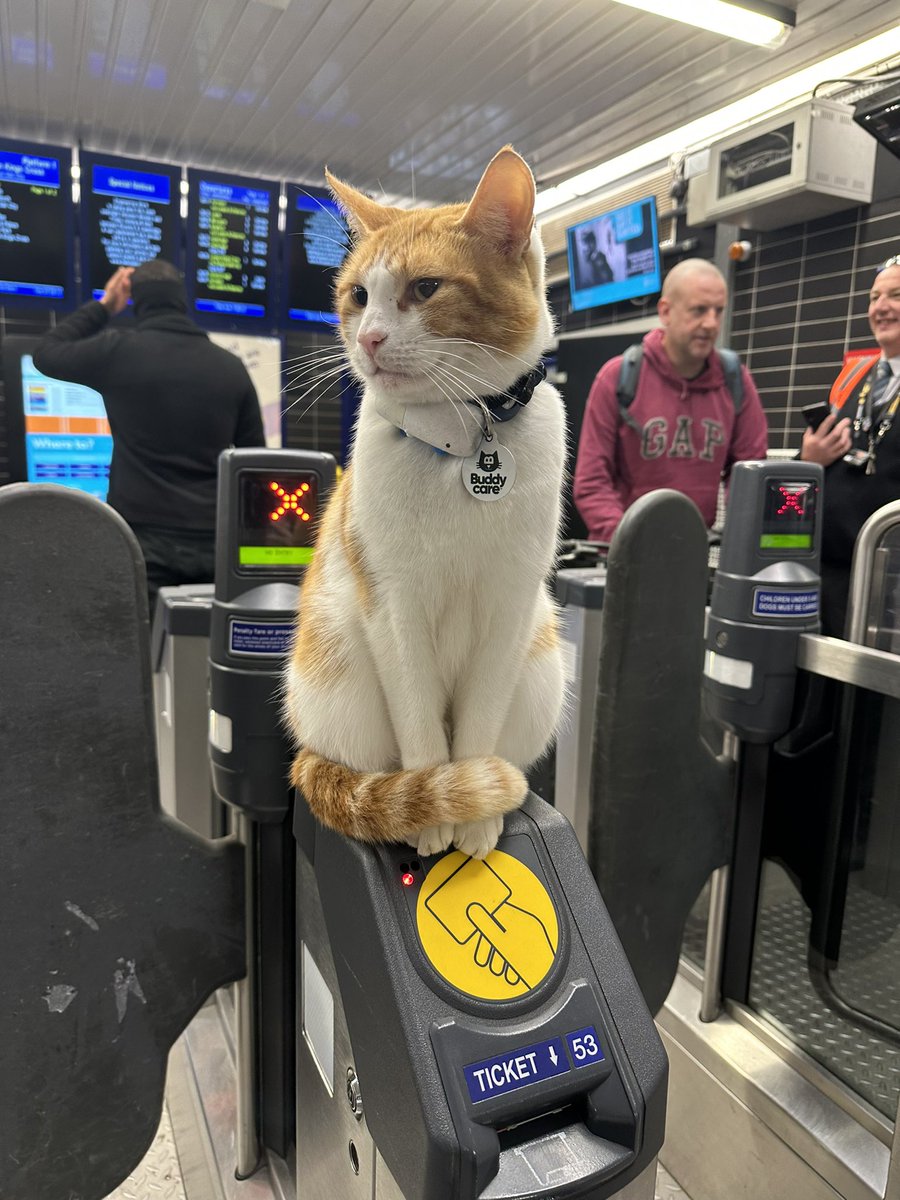 Submission day! Nala the station cat giving me all the good luck and vibes 🐈 

#submission #student #stationcat #stevenagestation #nalathestationcat