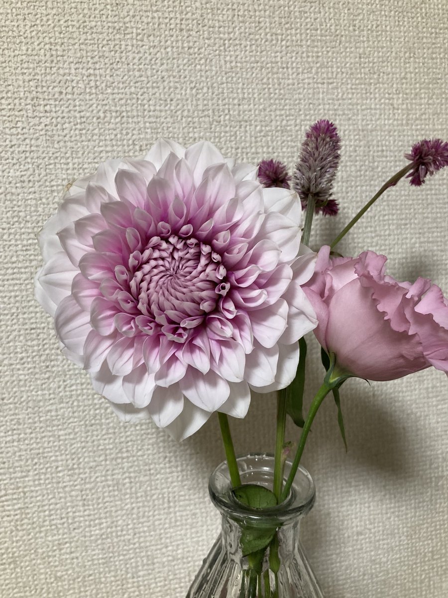 pkb5648's tweet photo. すごく可愛いダリアを買ったら名前が「ナマハゲチーク」だった。
店員さんが秋田産のダリアでナマハゲシリーズであるんですよ〜って言ってたから調べたらNAMAHAGEダリアの種類山ほど出て来て爆笑した。個人的には真っ赤なナマハゲクリムゾンが血生臭そうでいい。
https://t.co/HXMwoMCUce https://t.co/WavNsyrEWt
