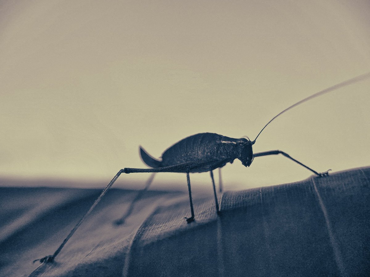 Cricket. 

#themobphotographer
#mobilephotography
#NaturePhotography 
#macrohour