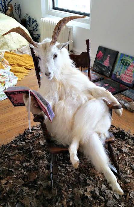 Ohhh cunty taxidermied goat please stop serving so