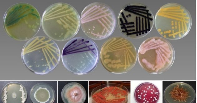 SOP PER L'ESTRAZIONE DI DNA DA PRODOTTI FERMENTATI. SUS-MIRRI.IT ha sviluppato procedure standard per alimenti  fermentati solidi e liquidi
Scarica le SOPs gratis qui! 👇
zenodo.org/record/8430600
Seguici per ricevere i nostri aggiornamenti!
#MicrobialDiversity