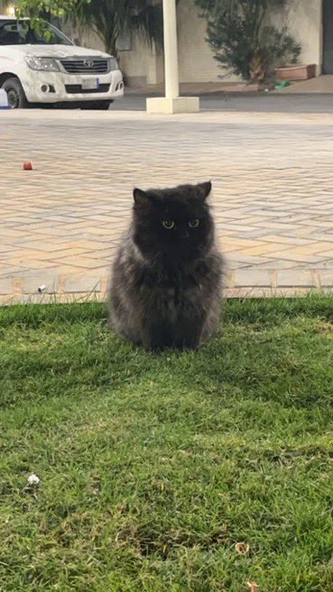 استمارة طلب  انقاذ وتبني عاجل 🔴
وصف الحالة:  رجلها اندعست وما تقدر تمشي فيها وتسحب فيها
الموقع:   حي الربوة حديقة القنديل 
المدينة:  الرياض
 حساب المبلغ او جواله: 0553819342 #قطط_الرياض