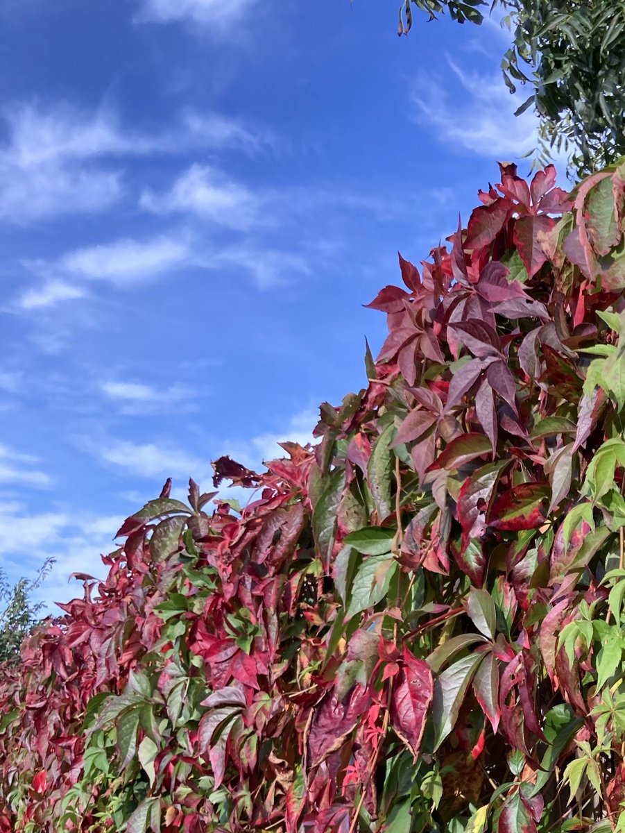 barbosavl's tweet photo. Good morning 
#MondayBlues 
#MagentaMonday 
#AutumnScene 
Have a great week! https://t.co/t6paZC6QQI