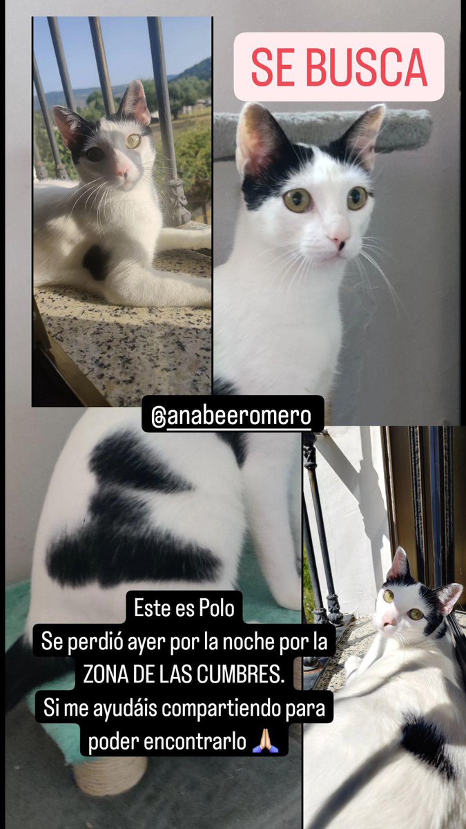 anabeeromero's tweet photo. Se ha perdido mi gato en UBRIQUE.

Ayudadme a compartir  por fi🙏🏻 https://t.co/nukTch0YGh