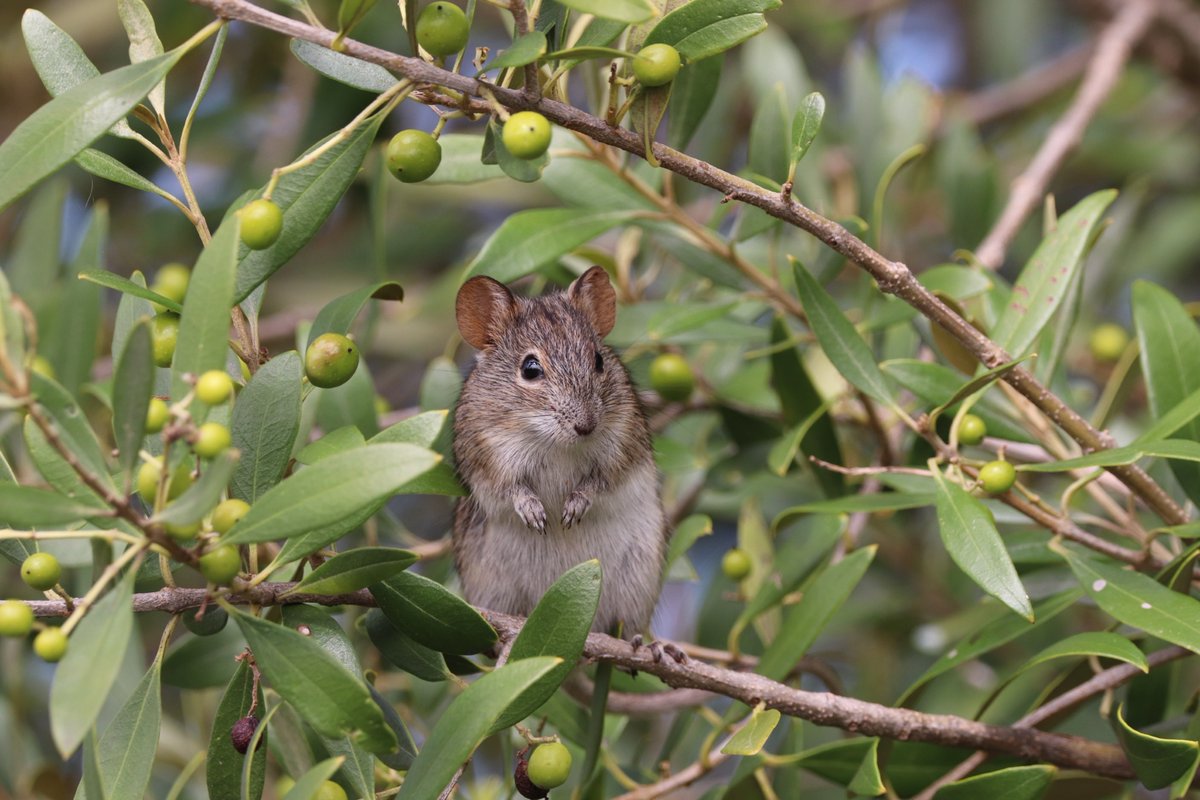 Cape Town is participating in this year’s Great Southern Bioblitz challenge. We're offering free entry to the City's nature reserves from 24 November to 27 November for people who are participating in the event. See:bit.ly/3R5Lh7k #CTNews #SpatialPlanningandEnvironment