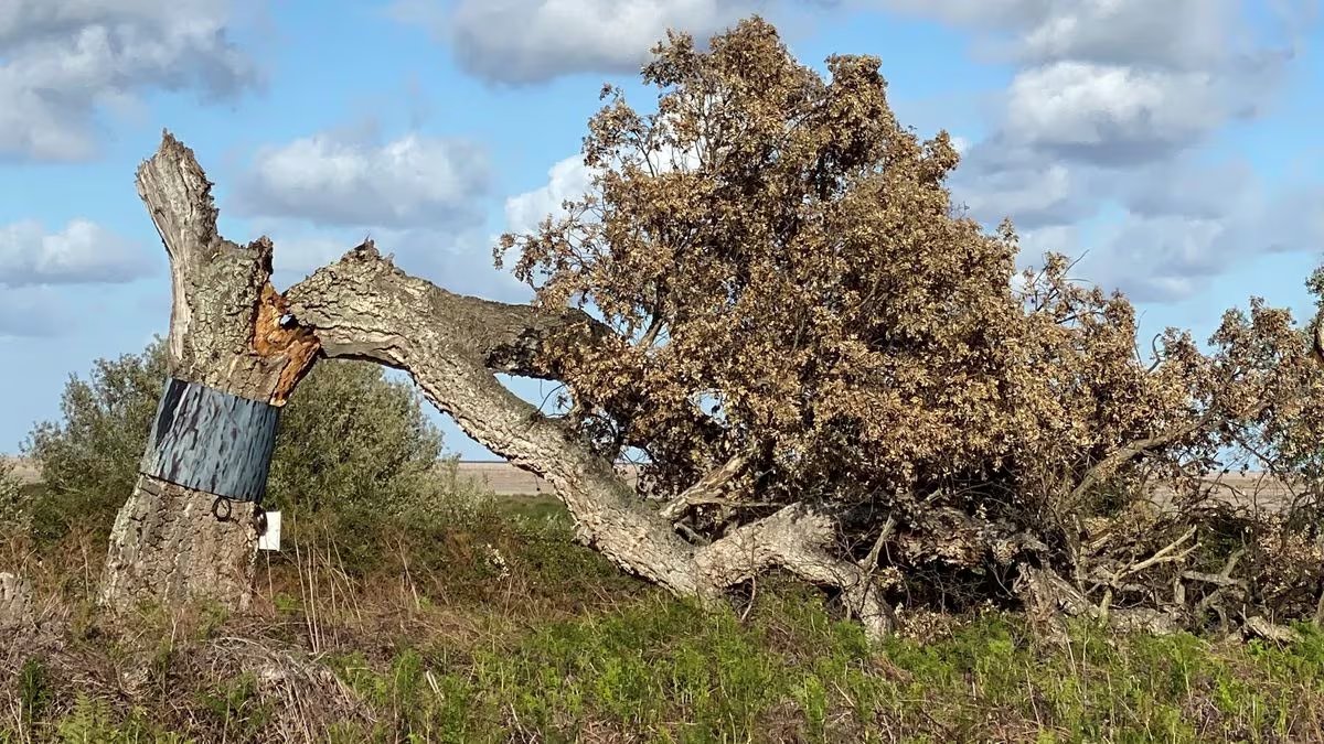Donana in southern Spain is drying up & out. Illegal extraction of water to irrigate crops (often destined for UK) is having huge impact. Now, the large old trees are suddenly dying, like this Cork Oak, one of only a handful of Spanish Imperial Eagle nest sites in the Park.