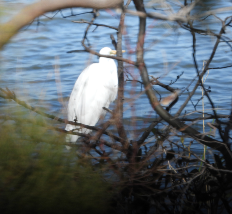 HamishCumming's tweet photo. Egret was unaware I was there
#bitds https://t.co/JyP6M7njre