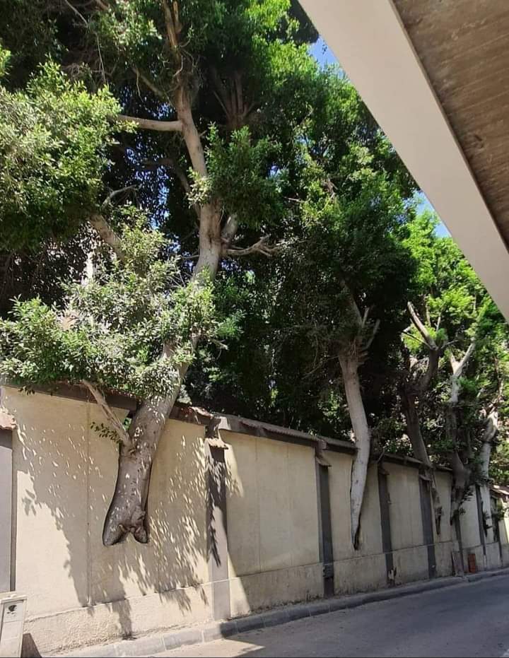 #Quetta: let the trees live in the construction work you do, they're providing us oxygen and keeping the environment cool and green in a natural way. Courtesy @Niamatkhushal says, the Engineer is having a nature love through his nurture besides his engineering degree #Climate
