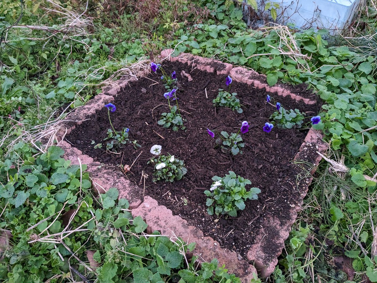 kamayan1128's tweet photo. 花を植えましょう https://t.co/MvGKhYP4Qz