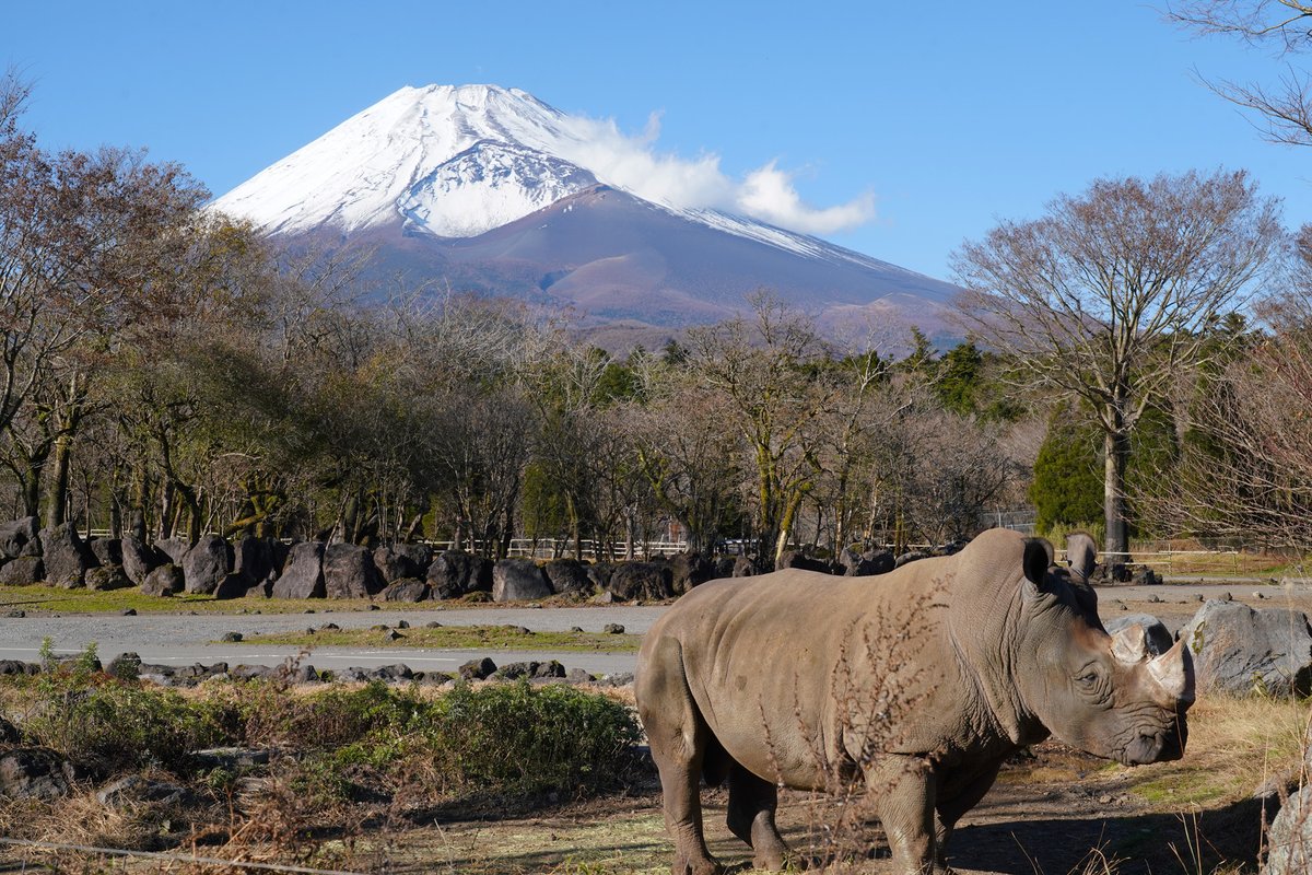 ／
穏やかに晴れ渡りました！
今日の #富士サファリパーク 
＼

#シロサイ #富士山 #mtfuji  
#富士山ビューポイント 
fujisafari.co.jp/park/fujiview/…