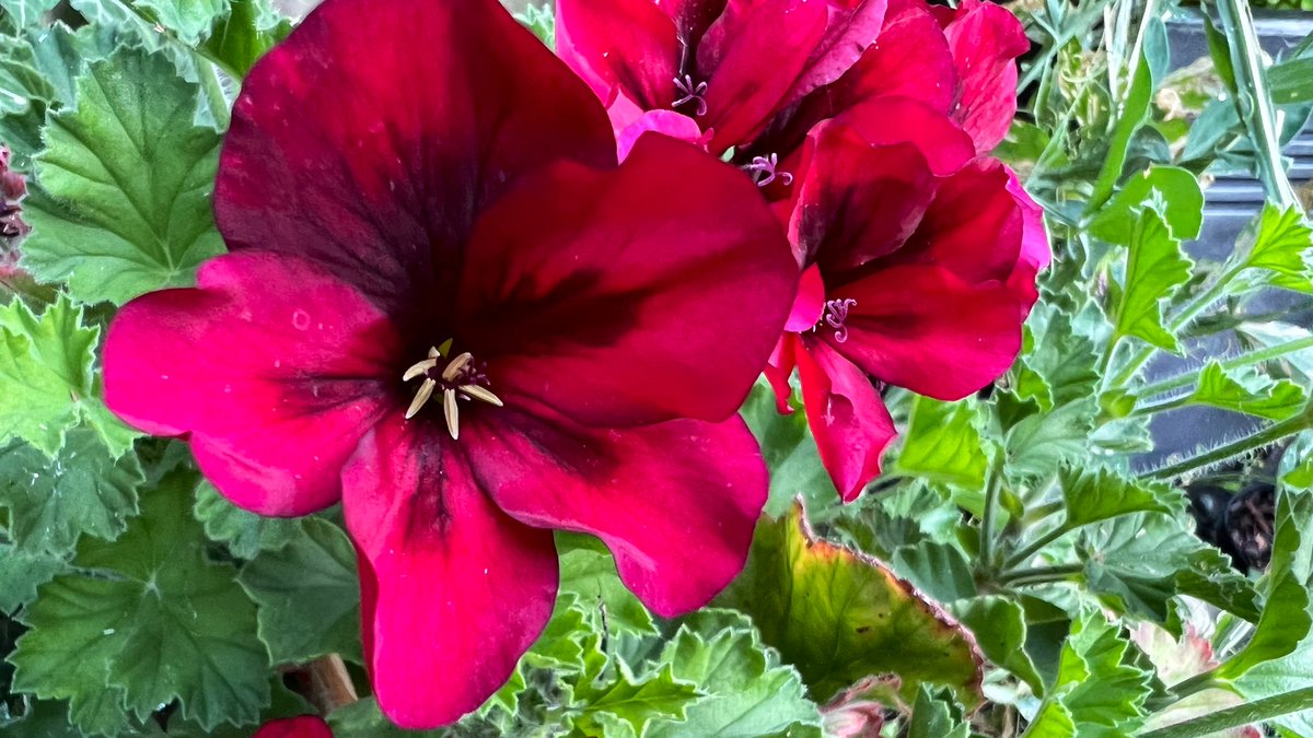 Happy #MagentaMonday this beautiful fragrant Pelargonium. Over wintering in my mini green house 💚

#NannysGardenWorld 

#GardenTwitter #GardeningX #FlowersOfTwitter