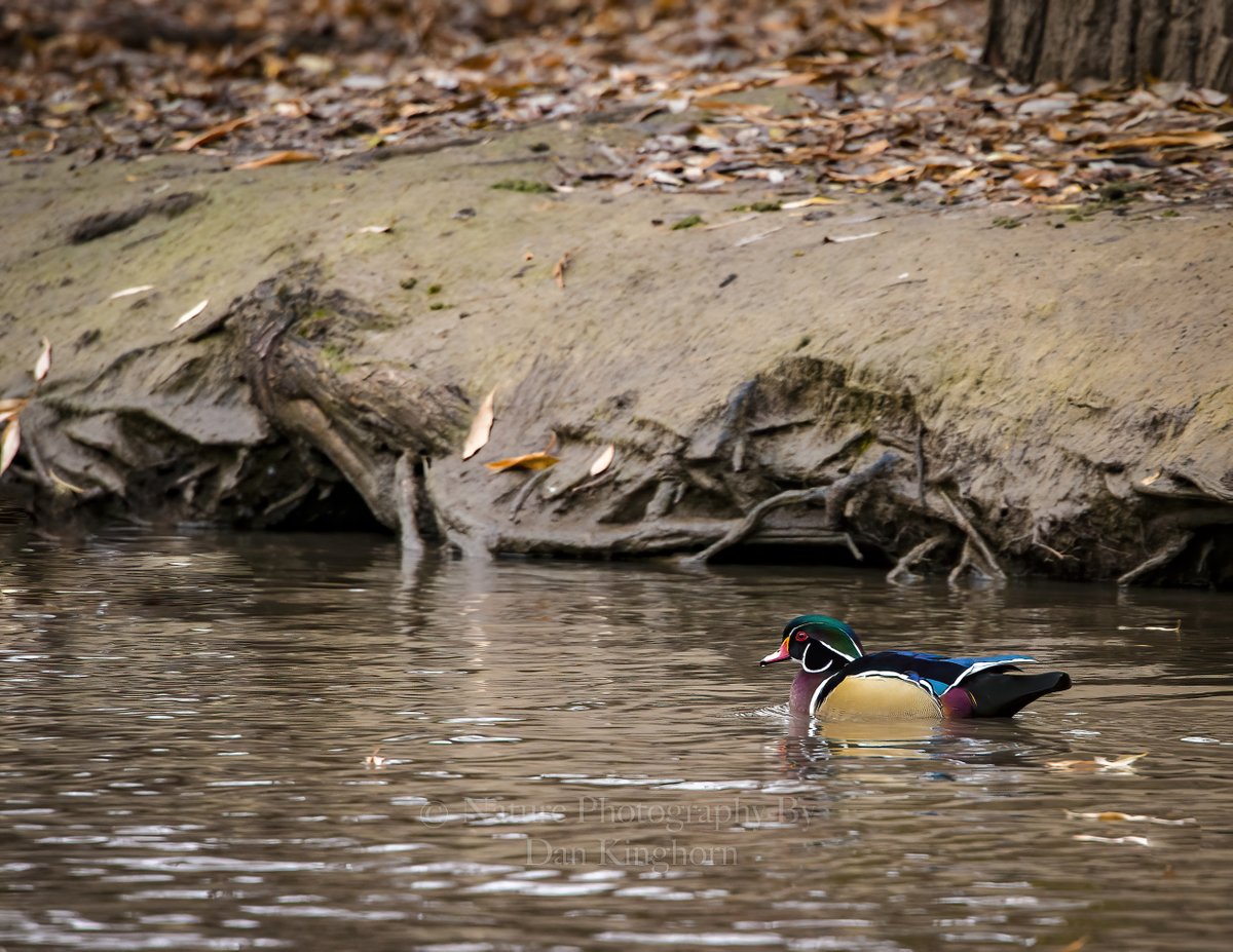 Would you take a look at this wood duck? That's a whole lotta perdy on one bird! 🙏🤓✌️