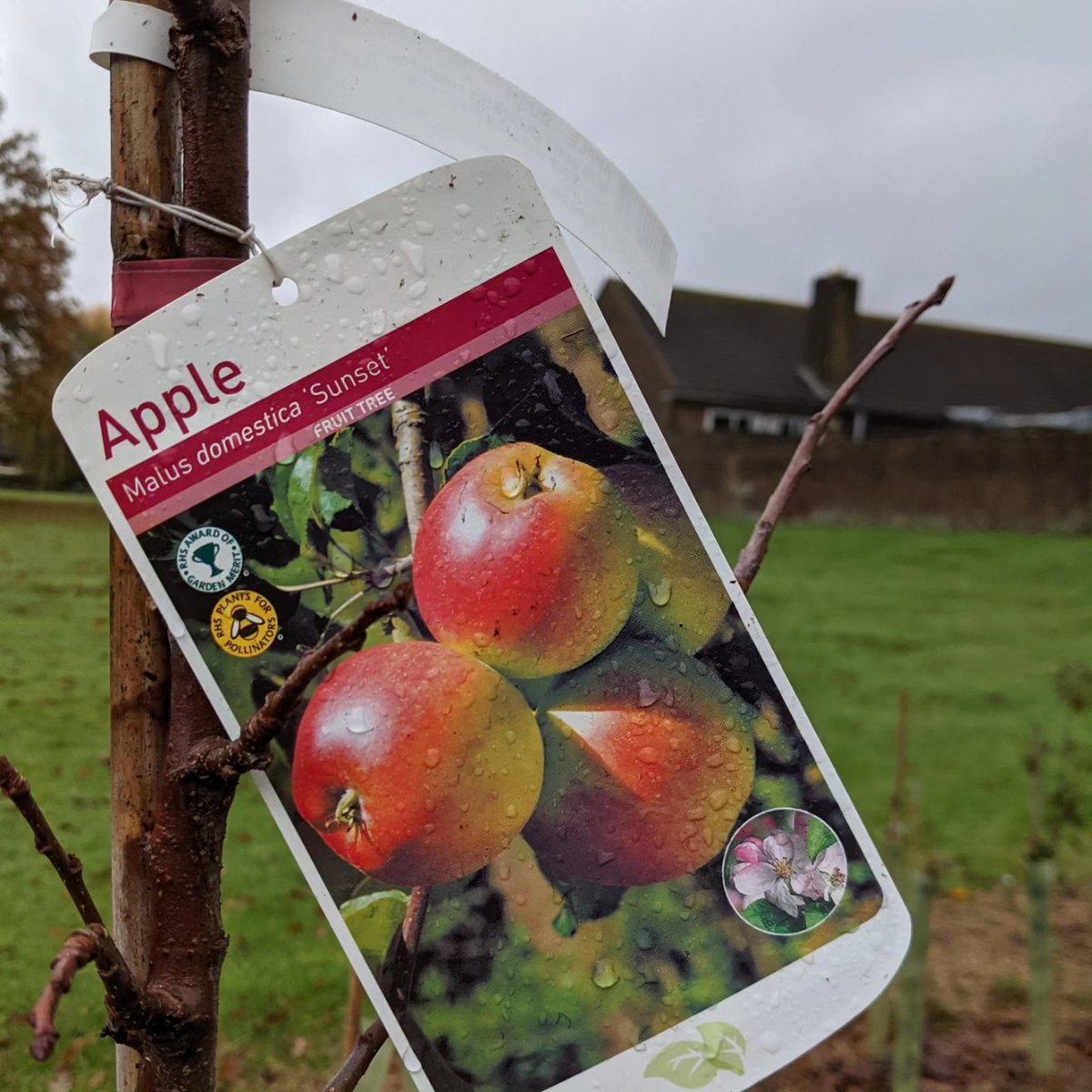 HurstGreen_Sch's tweet photo. Thanks to our wonderful families who who came along to our volunteering day on Saturday. Together we planted over 400 tree whips to create a #wildlifefriendly hedge. We also planted apple and pear trees which will form our first school #orchard ππ #ecoschool #natureisaclassroom https://t.co/k83dgUbHFY