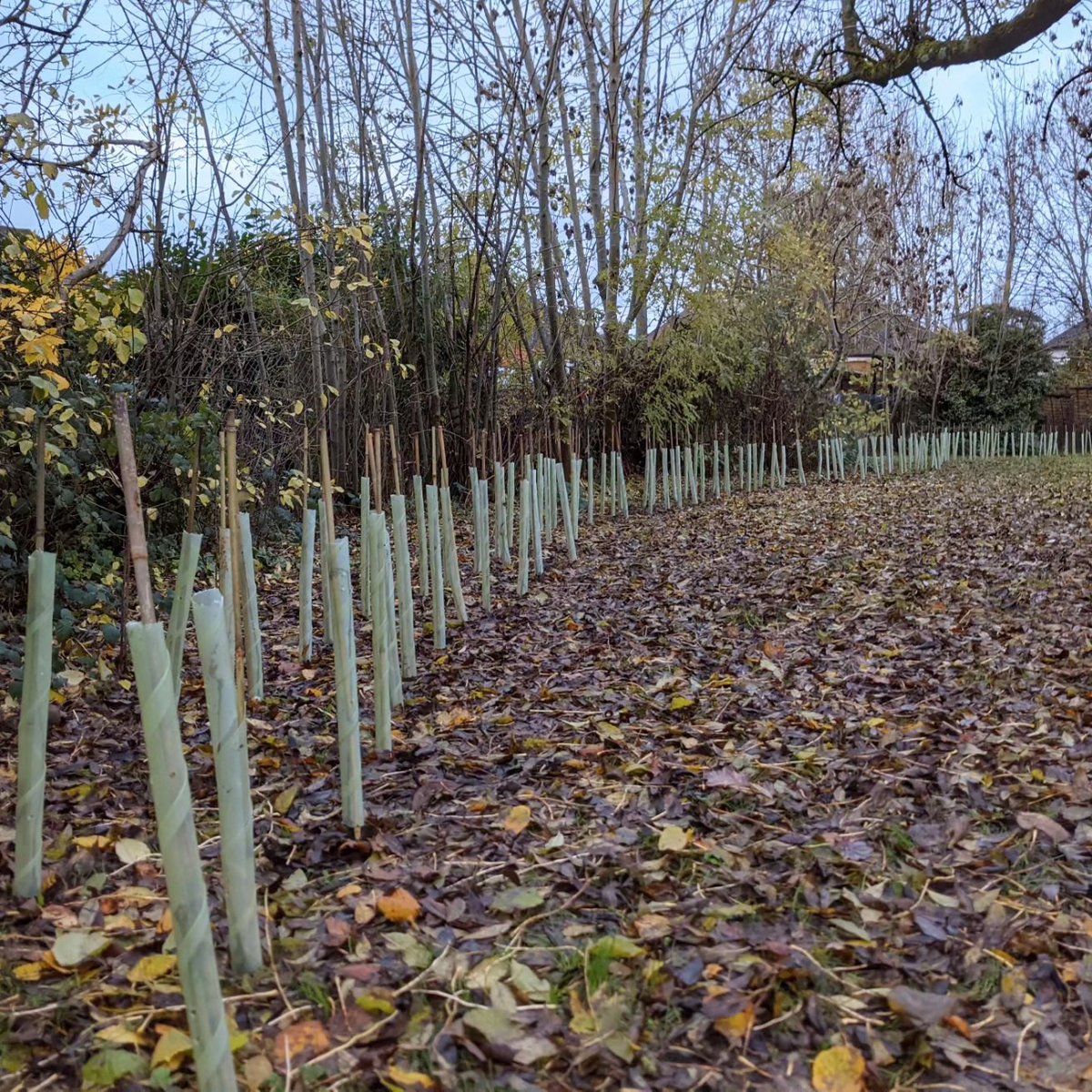 HurstGreen_Sch's tweet photo. Thanks to our wonderful families who who came along to our volunteering day on Saturday. Together we planted over 400 tree whips to create a #wildlifefriendly hedge. We also planted apple and pear trees which will form our first school #orchard ππ #ecoschool #natureisaclassroom https://t.co/k83dgUbHFY