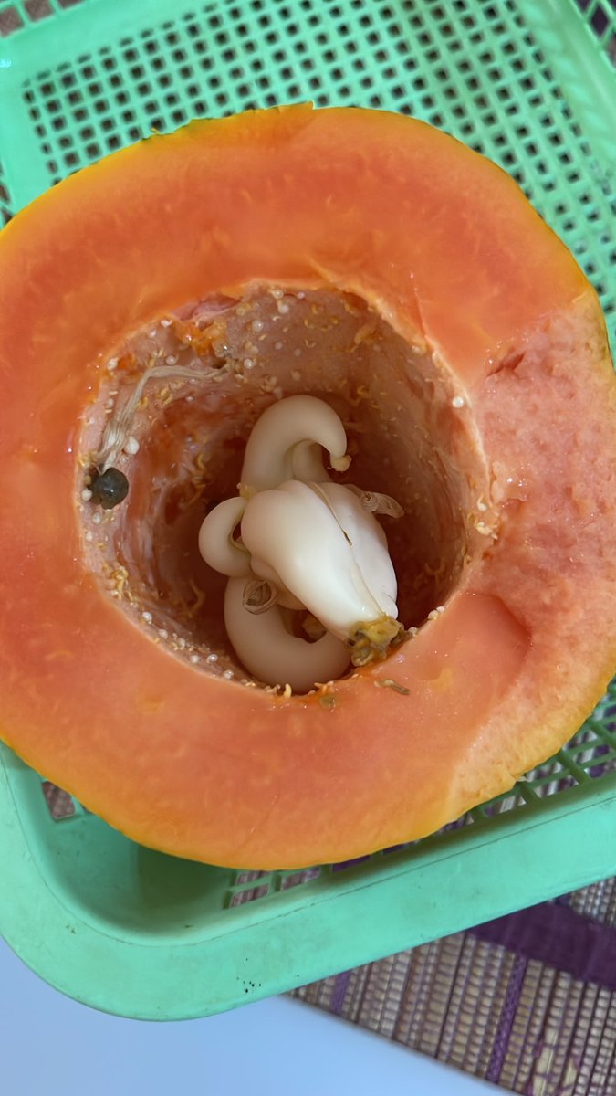 نبته داخل الباباي خطر ناكلها ام لا