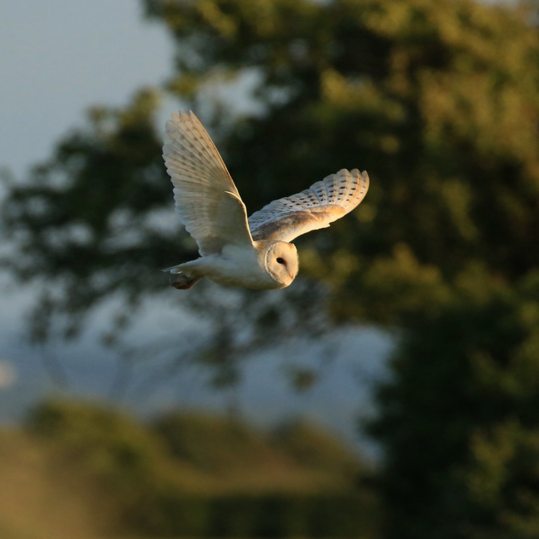 The silent and beautiful Barn Owl - so graceful in flight. 

Want to learn more about these stunning creatures?
Join us &amp; the Barn Owl Trust at the Countryside Centre for an evening of talks.

Pre-book here: ow.ly/2FTC50Q9iQQ

Photo Credit: Martin Batt