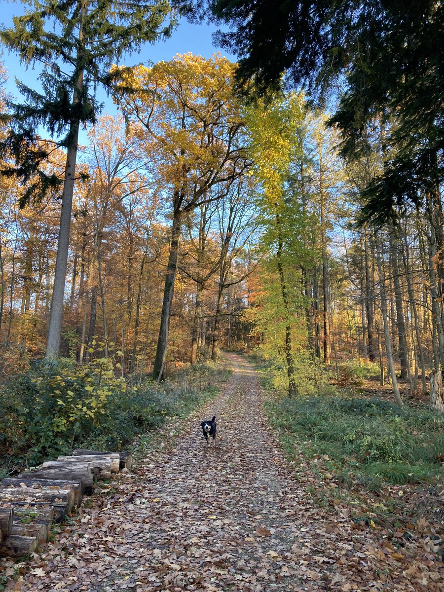 Hartfrid_Wolff's tweet photo. Herbsttage - der Spaziergang durch einen lichtdurchfluteten Schorndorfer Wald war mal wieder entspannend. https://t.co/oXShXPNXDP