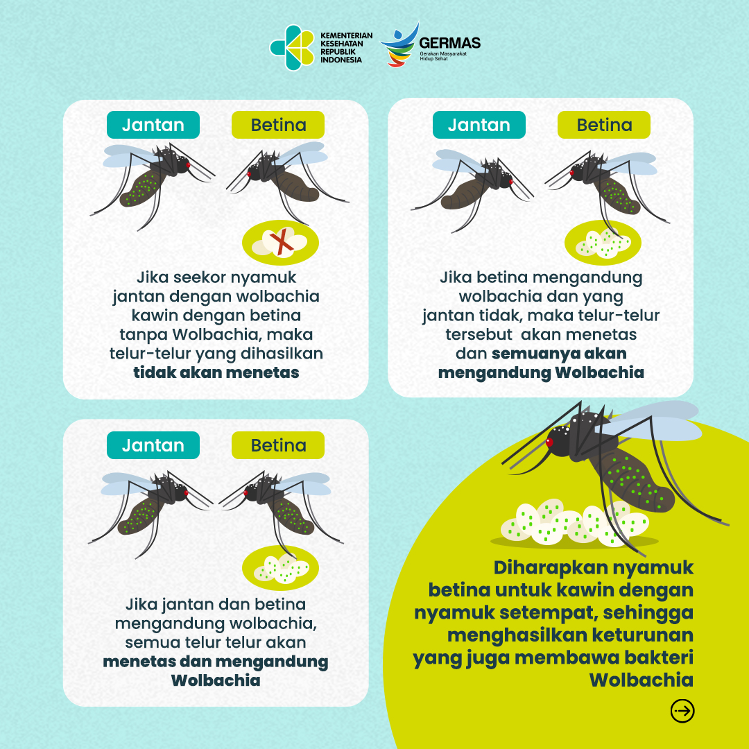 AyoSehatKemkes's tweet photo. Hi Healthies,

Demam Berdarah Dengue (DBD) merupakan penyakit disebabkan oleh Virus Dengue yang ditularkan melalui nyamuk Aedes aegypti. Untuk mengendalikan kasus DBD, pemerintah Indonesia mengenalkan Teknologi Wolbachia yang telah terbukti efektif mampu menurunkan kejadian DBD. https://t.co/XowJOdhJjt