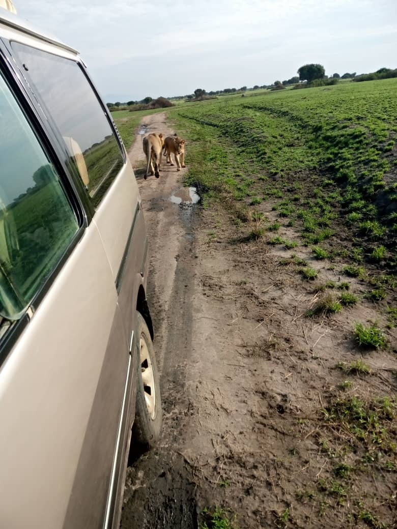 JelaniTours's tweet photo. The majority of a typical wildlife Uganda Safari takes place in one of the country’s national parks, such as Queen Elizabeth, Kidepo Valley, Lake Mburo, or Murchison Falls. https://t.co/JTqLm2ZasB