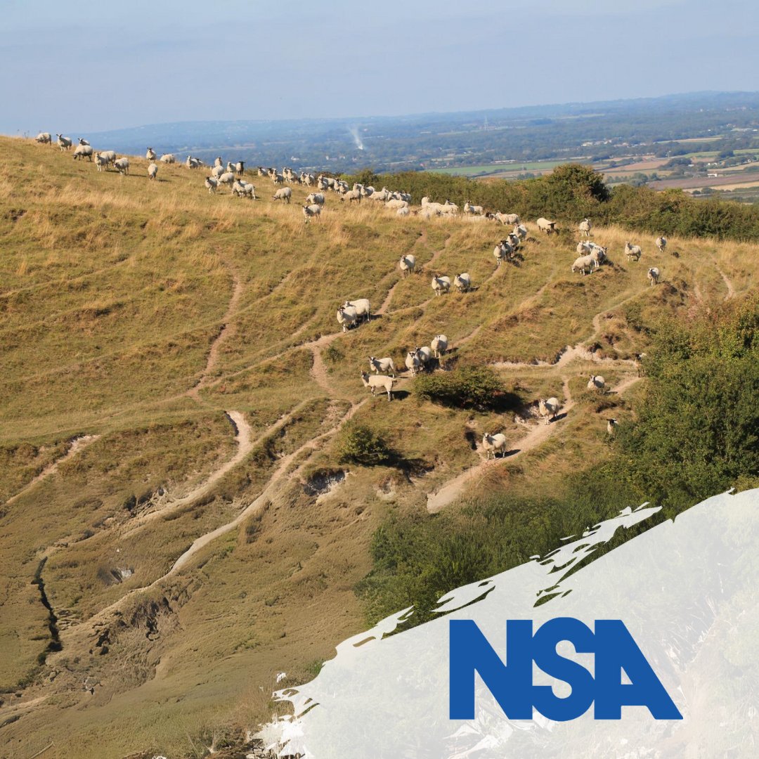 #FactFriday Did you know sheep rarely walk in a straight line?🐑 Walking in winding trails allows sheep to spot danger by observing behind them with one eye and then the other.
