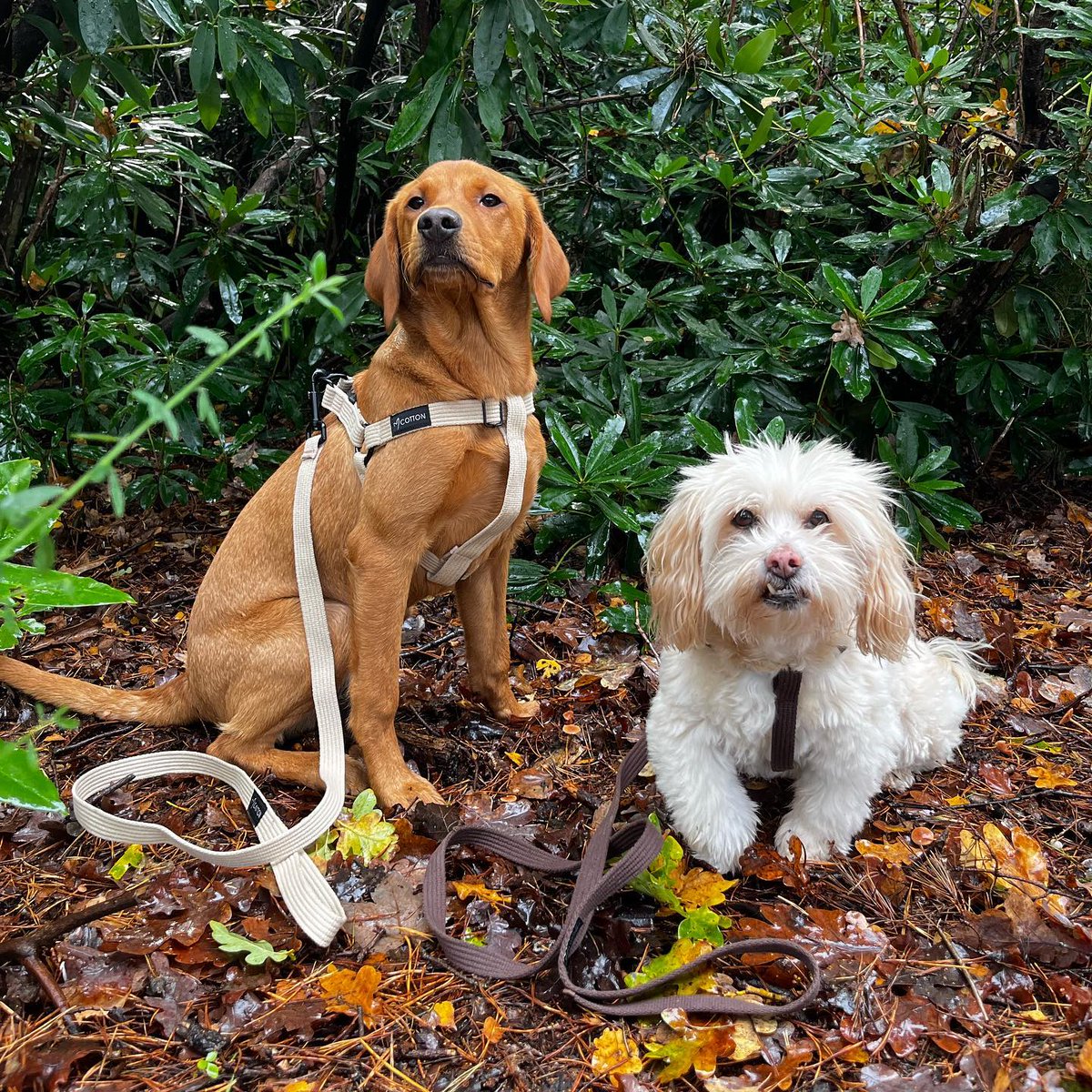 GorPets's tweet photo. 𝐰𝐢𝐧𝐧𝐢𝐧𝐠 𝐢𝐬 𝐰𝐢𝐧𝐧𝐢𝐧𝐠 😝🤍

wearing our new harness &amp; lead sets from the wonderful @gorpets <3

These are not only super comfy, but practical, stylish and a perfect fit! They come in 3 sizes which are fully adjustable, so perfect for all dogs!! https://t.co/BokY5NHEvv