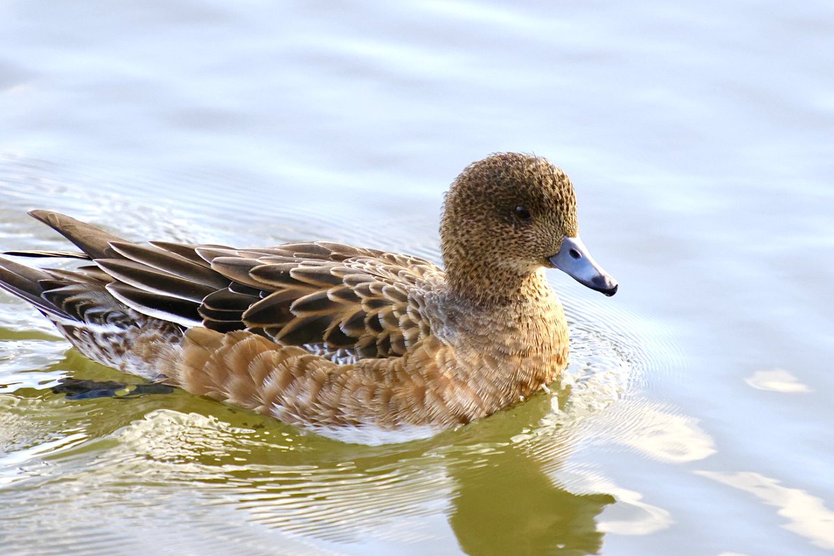 naga2camera's tweet photo. ときわ公園のカモ
同僚に見せたら美味しそうって言われました笑
#eosr7
#ef70-200f2.8LisⅡusm+kenko2xteleplus https://t.co/ORmTrsg7hS