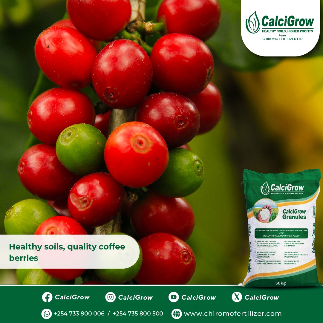 CalcigrowGranul's tweet photo. Increase your Coffee yields with CalciGrow, CalciGrow neutralizes acidic soils making all nutrients readily available to the coffee.
For orders call 0733 800 006 | 0735 800 500 | https://t.co/U8RZHy1xd7
#CalciGrow #Calcium #BiggerYields https://t.co/McfcoWNV32