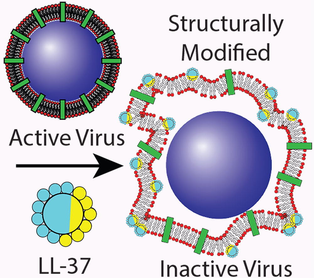 NCCR Bio-Inspired Materials (@nccrbioinspired) on Twitter photo New #openaccess <a href="/NCCRbioinspired/">NCCR Bio-Inspired Materials</a> article from <a href="/biocolloids/">Salentinig Lab</a> (<a href="/unifrChemistry/">UnifrChemistry</a>) in the Journal of Colloid and Interface Science: Human antimicrobial #peptide inactivation mechanism of enveloped #viruses sciencedirect.com/science/articl… #research #COVID19 New #openaccess <a href="/NCCRbioinspired/">NCCR Bio-Inspired Materials</a> article from <a href="/biocolloids/">Salentinig Lab</a> (<a href="/unifrChemistry/">UnifrChemistry</a>) in the Journal of Colloid and Interface Science: Human antimicrobial #peptide inactivation mechanism of enveloped #viruses sciencedirect.com/science/articl… #research #COVID19