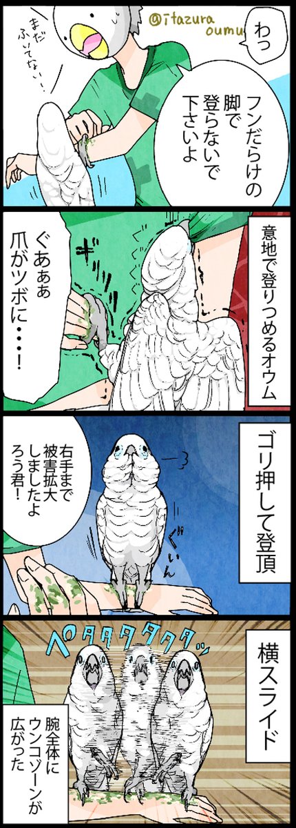 やるときはやるフン付きオウム