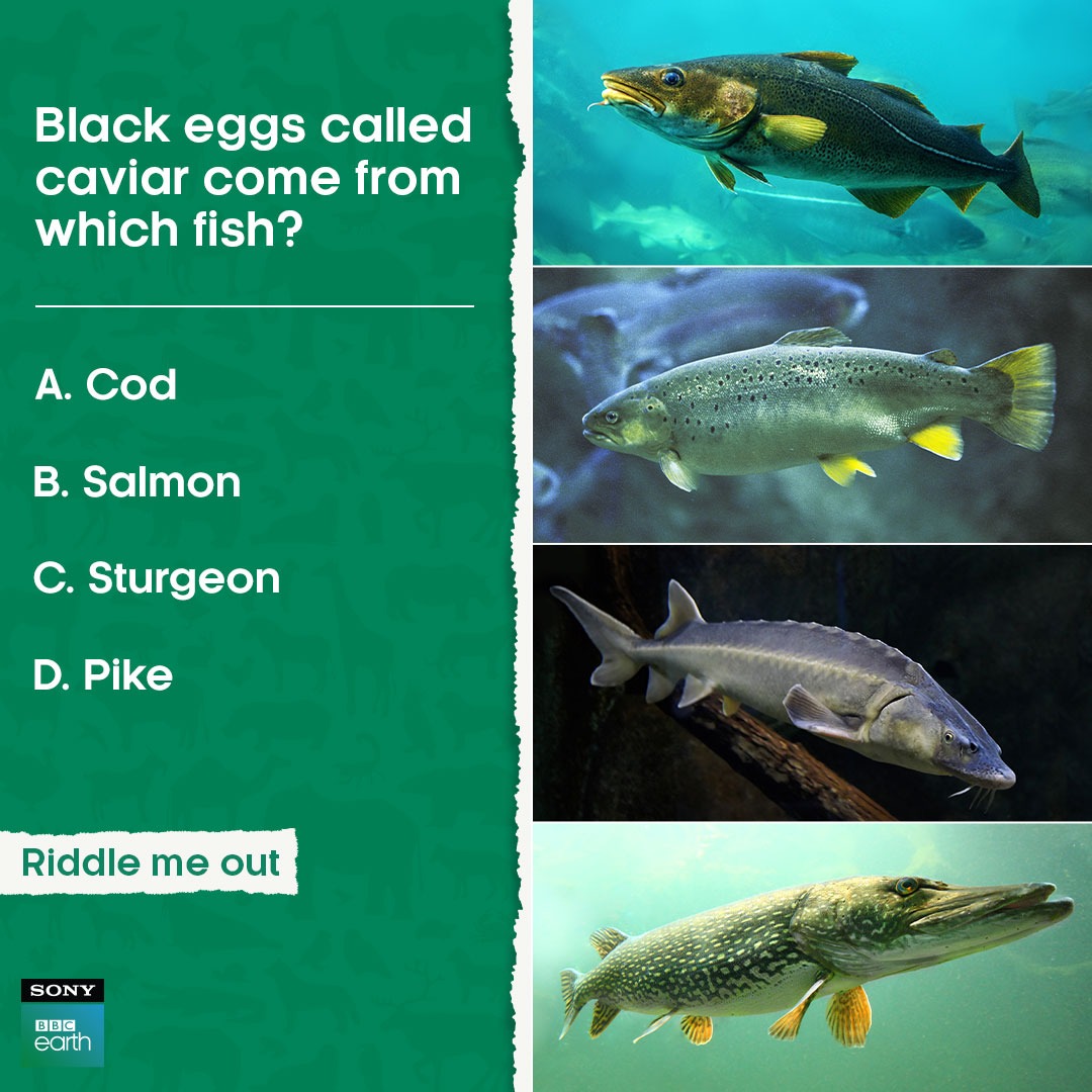 SonyBBCEarth's tweet photo. Caviar is unfertilized fish eggs, also known as fish roe offering various health benefits like anti-aging, improving heart health, immune system, fertility, etc.
#SonyBBCEarth #FeelAlive #Nature #RiddleMOut #Sturgeon #Pike #Cod #Salmon #Oceanlife https://t.co/r8QK7vq6bZ