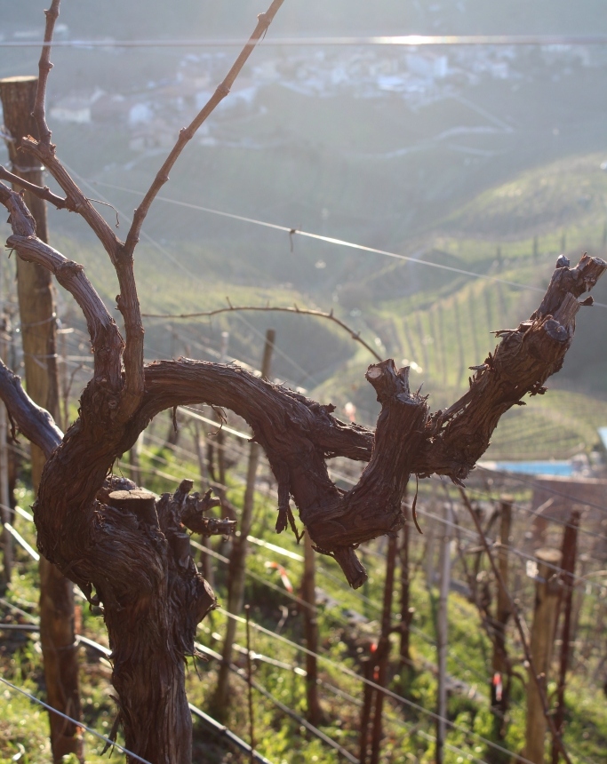 Dopo la fatica della vendemmia, la vigna si riposa. C’è quella lentezza vigile di chi si prepara e attende…  Passa a trovarci e scoprila anche nei mesi freddi, rimane sempre un'esperienza da togliere il fiato!   #valdobbiadene #cartizze #docg #autumn #autumnvibes