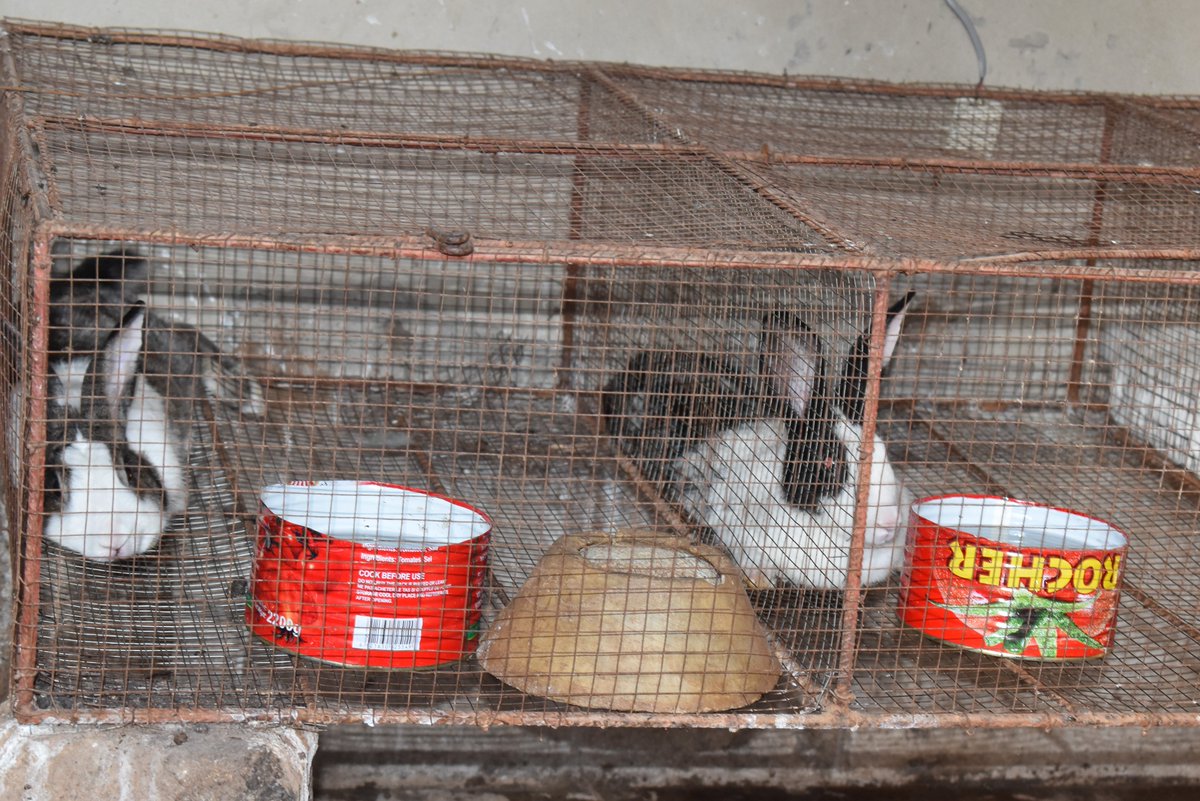 PNUDBenin's tweet photo. #VisiteDeProjets

Rafath a été appuyée par le Projet d’Appui à la Cohésion Sociale dans la Commune de Djougou, qui vise à améliorer les conditions de vie des populations en situation de vulnérabilité. Grâce aux activités d'élevage🐇&amp; de jardinage🥬,elle arrive à gérer des revenus https://t.co/ZgPwcXuFco