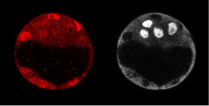 Manzanares lab tweet media
