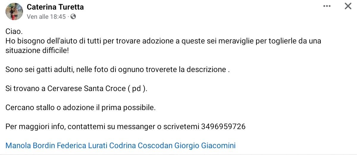 unonlus's tweet photo. Si trovano a Cervarese Santa Croce ( pd ). 
#Bettina #cinna #gale #hank  mr.#graffio #tommy #cercafamiglia 
🆘️🆘️🆘️🆘️🆘️🙏🏻🙏🏻🙏🏻🙏🏻🙏🏻🙏🏻🙏🏻🙏🏻
Per maggiori info, contattate su messanger Caterina Turetta o  scrivete al 3496959726 https://t.co/R1SZtL6tkQ