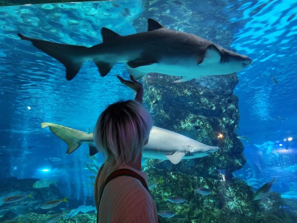 Following JDV's example and making friends with the sharks at COEX aquarium 🩷🦈 #Playerselcaday #psd #SUPERKIND #playSUPERKIND #슈퍼카인드 #Prid_JDV #JDVselcaday