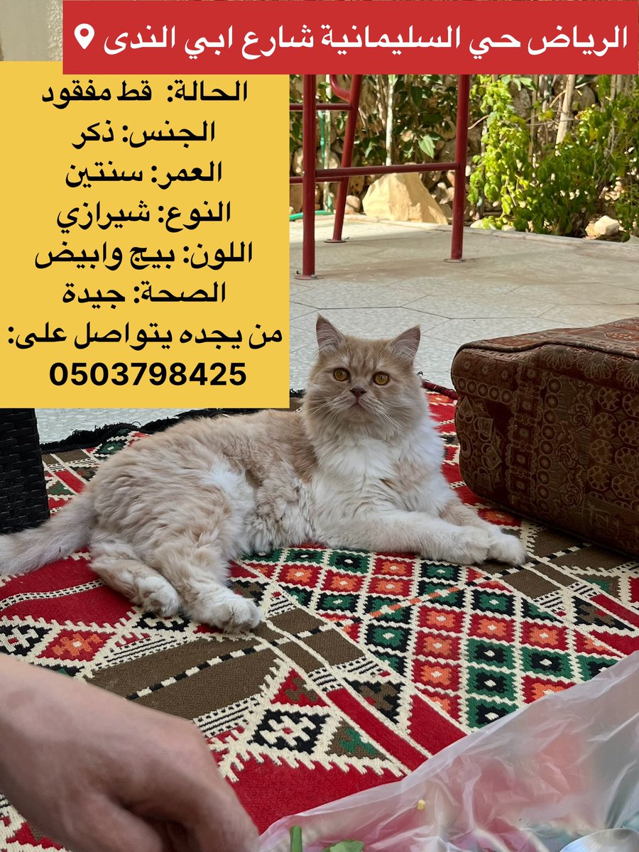 قطط مفقودة وقطط معثور عليها tweet media