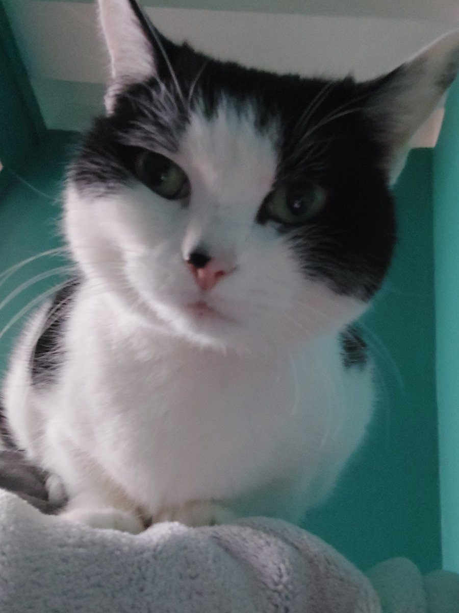 FelineRiley's tweet photo. Tu bouges pas, j'ai dit ! https://t.co/3atbhSv2d3